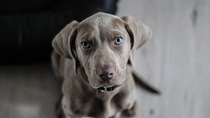 Dogo Canario puppy in yellow dandelions